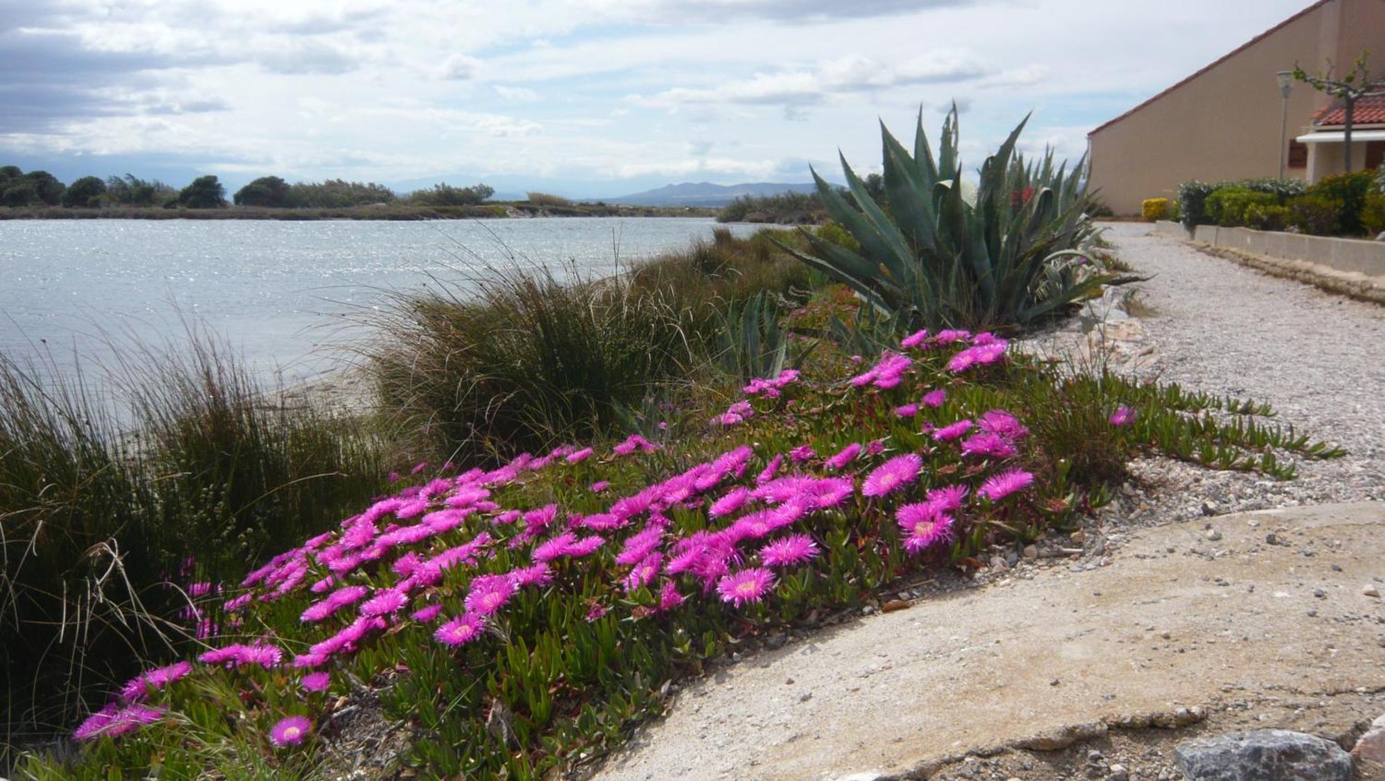 Maisonnette Au Bord De L Etang Leucate